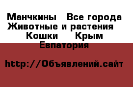 Манчкины - Все города Животные и растения » Кошки   . Крым,Евпатория